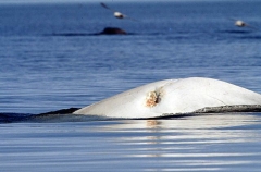 Beluga Whale (Delphinapterus leucas) Beluga Whale (Delphinapterus leucas)