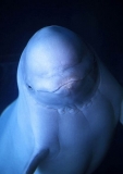 Beluga Whale (Delphinapterus leucas) Beluga Whale (Delphinapterus leucas)