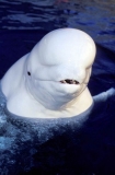 Beluga Whale (Delphinapterus leucas) Beluga Whale (Delphinapterus leucas)