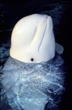 Beluga Whale (Delphinapterus leucas) Beluga Whale (Delphinapterus leucas)