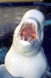Beluga Whale (Delphinapterus leucas) Beluga Whale (Delphinapterus leucas)