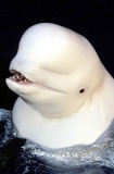 Beluga Whale (Delphinapterus leucas) Beluga Whale (Delphinapterus leucas)
