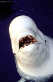 Beluga Whale (Delphinapterus leucas) Beluga Whale (Delphinapterus leucas)