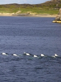 Beluga Whales (Delphinapterus leucas) Beluga Whales (Delphinapterus leucas)
