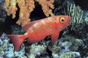Glasseye Fish (Heteropriacanthus cruentatus) Glasseye Fish (Heteropriacanthus cruentatus)