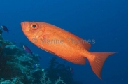 Crescent-tail Bigeye (Priacanthus hamrur) Crescent-tail Bigeye (Priacanthus hamrur)