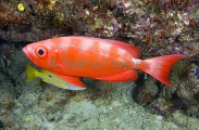 Crescent-tail Bigeye (Priacanthus hamrur) Crescent-tail Bigeye (Priacanthus hamrur)