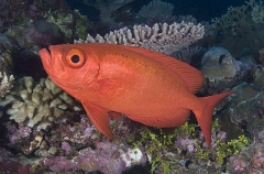 Crescent-tail Bigeye (Priacanthus hamrur) Crescent-tail Bigeye (Priacanthus hamrur)