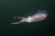 Bigfin Reef Squid (Sepioteuthis lessoniana) Bigfin Reef Squid (Sepioteuthis lessoniana)