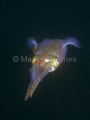 Bigfin Reef Squid (Sepioteuthis lessoniana) Bigfin Reef Squid (Sepioteuthis lessoniana)