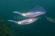 Bigfin Reef Squid (Sepioteuthis lessoniana)