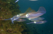 Bigfin Reef Squid (Sepioteuthis lessoniana) Bigfin Reef Squid (Sepioteuthis lessoniana)
