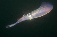 Bigfin Reef Squid (Sepioteuthis lessoniana) Bigfin Reef Squid (Sepioteuthis lessoniana)