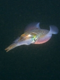 Bigfin Reef Squid (Sepioteuthis lessoniana) Bigfin Reef Squid (Sepioteuthis lessoniana)