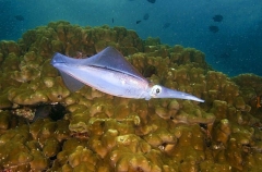 Bigfin Reef Squid (Sepioteuthis lessoniana) Bigfin Reef Squid (Sepioteuthis lessoniana)
