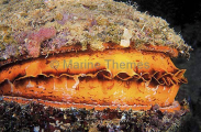 Variable Thorny Oyster (Spondylus varians) Variable Thorny Oyster (Spondylus varians)
