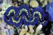 Giant Clam (Tridacna maxima) Giant Clam (Tridacna maxima)