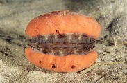 Doughboy Scallop (Chlamys asperrimus) Doughboy Scallop (Chlamys asperrimus)