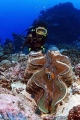Giant Clam (Tridacna gigas) Giant Clam (Tridacna gigas)