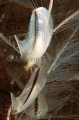 Striped Wing Oyster (Pteria cocea) Striped Wing Oyster (Pteria cocea)