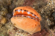 Doughboy Scallop (Chlamys asperrimus) Doughboy Scallop (Chlamys asperrimus)