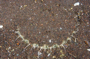 White Scallop (Pectin albicans)