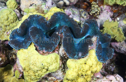 Giant Clam (Tridacna maxima) Giant Clam (Tridacna maxima)