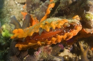 Townsend's Scallop (Chlamys townsendi) Townsend's Scallop (Chlamys townsendi)