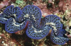 Giant Clam (Tridacna maxima)