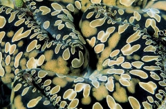 Giant Clam (Tridacna gigas) Giant Clam (Tridacna gigas)