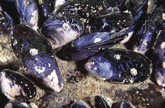 Blue Mussels (Mytilus edulis) Blue Mussels (Mytilus edulis)