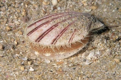 Queen Scallop (Equichlamys bifrons)