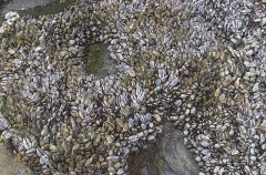 Mussels (Mytilus californianus) Mussels (Mytilus californianus)