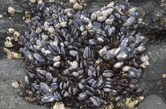 Mussels (Mytilus californianus) Mussels (Mytilus californianus)