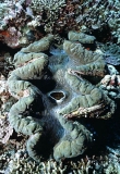 Giant Clam (Tridacna gigas) Giant Clam (Tridacna gigas)