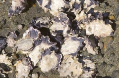 Sydney Rock Oysters (Saccostrea glomerata) Sydney Rock Oysters (Saccostrea glomerata)