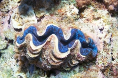 Giant Clam (Tridacna maxima) Giant Clam (Tridacna maxima)