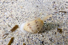 Venus Shell (Katelysia scalarina) Venus Shell (Katelysia scalarina)