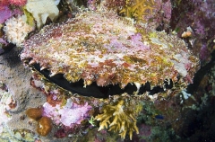 Pearl Oyster (Pinctada margariitifera)