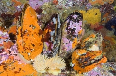 California Mussels (Mytilus californianus) California Mussels (Mytilus californianus)