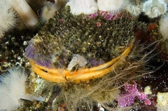 Rock Scallop (Crassodoma gigantea) Rock Scallop (Crassodoma gigantea)