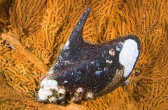 Penguin Wing Oyster (Pteria penguin)