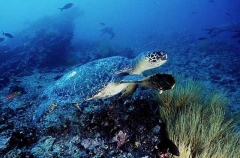 Black Sea Turtle (Chelonia mydas agassizi) Black Sea Turtle (Chelonia mydas agassizi)