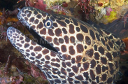 Blackspotted Moray (Gymnothorax favagineus) Blackspotted Moray (Gymnothorax favagineus)