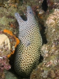 Blackspotted Moray (Gymnothorax favagineus) Blackspotted Moray (Gymnothorax favagineus)