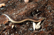 Eel Blenny (Peronedys anguillaris) Eel Blenny (Peronedys anguillaris)