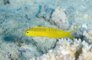 Bicolor Fangblenny (Plagiotremus laudandus) Bicolor Fangblenny (Plagiotremus laudandus)