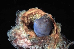 Horned Blenny (Parablennius intermedius) Horned Blenny (Parablennius intermedius)