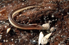 Eel Blenny (Peronedys anguillaris) Eel Blenny (Peronedys anguillaris)