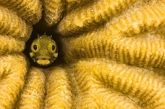 Spinehead Blenny (Acanthemblemaria spinosa)